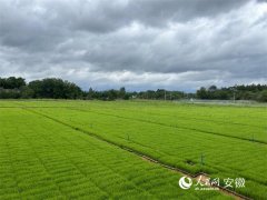 目前公司的利润次要由富锌大